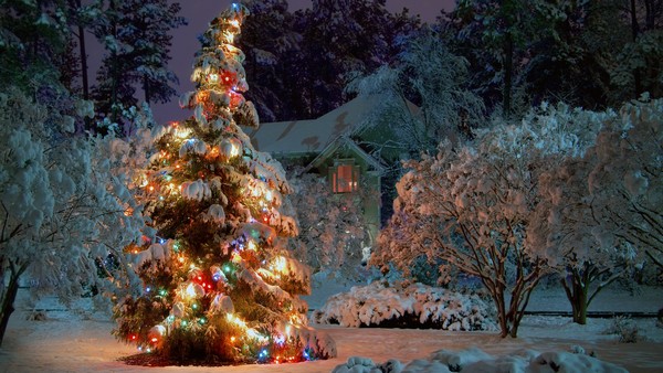 outdoor-christmas-tree-wallpapers_32069_2560x1440